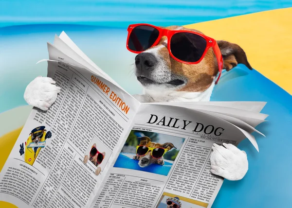 Dog newspaper reading — Stock Photo, Image