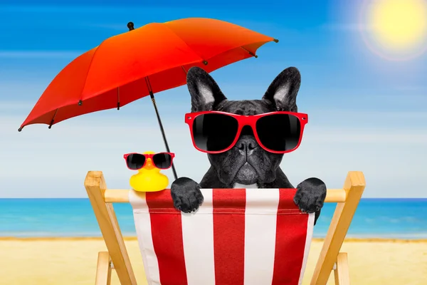Hund strandstol i sommar — Stockfoto