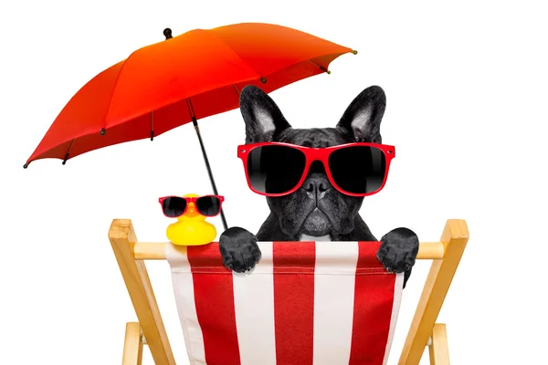 夏天的狗沙滩椅 — 图库照片