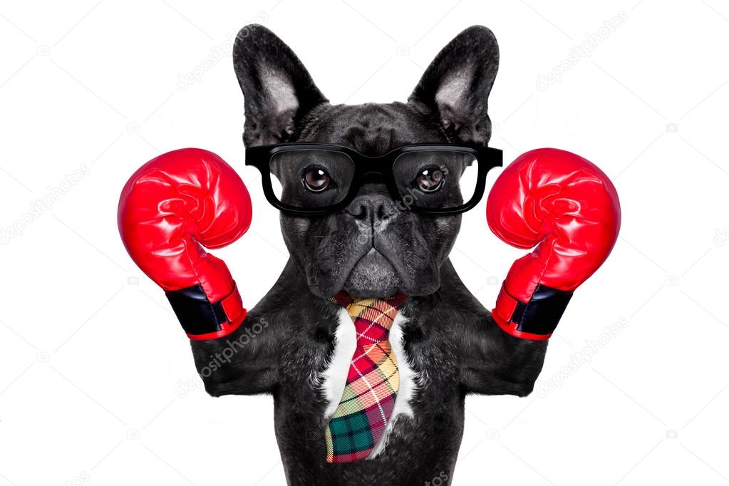dog boxer gloves
