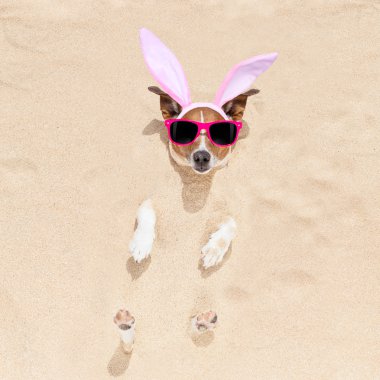 Paskalya tavşanı köpek yatakta