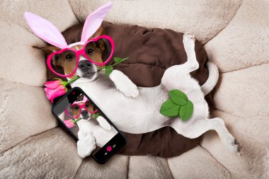 Paskalya tavşanı köpek yatakta