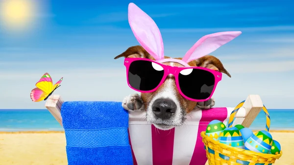 Vacation easter dog — Stock Photo, Image