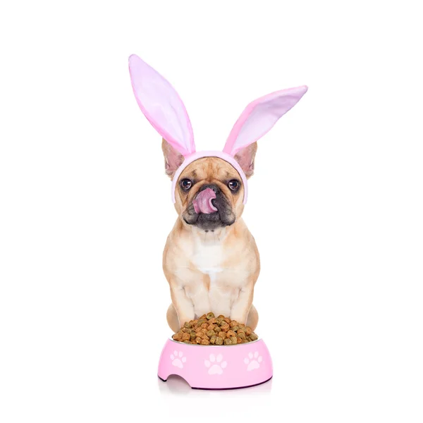 Easter bunny hungrig hund — Stockfoto