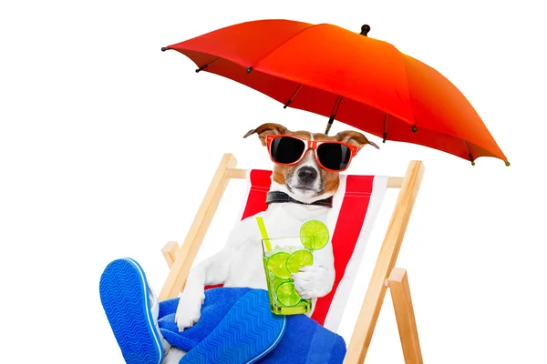 Hond strand cocktail — Stockfoto