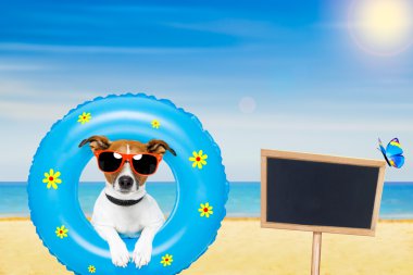 Yaz aylarında hava yatağı ile güneşlenme köpek