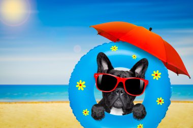 Yaz aylarında hava yatağı ile güneşlenme köpek