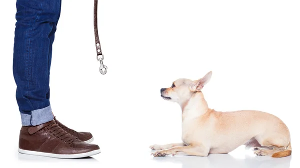 Dog leash walk — Stock Photo, Image