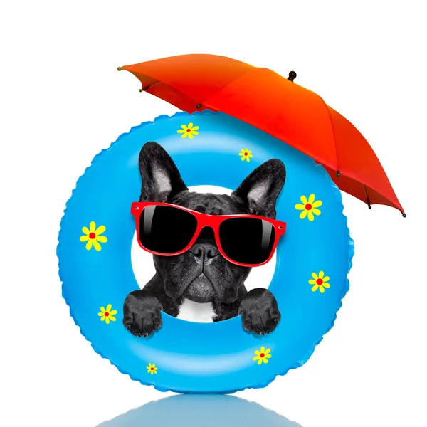 Luchtbed Hond hond op het strand en de oceaan met luchtbed stockfoto Luchtbed Hond hond op het strand en de oceaan met luchtbed stockfoto