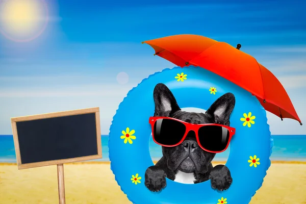 Hond met luchtbed zonnebaden in de zomer — Stockfoto