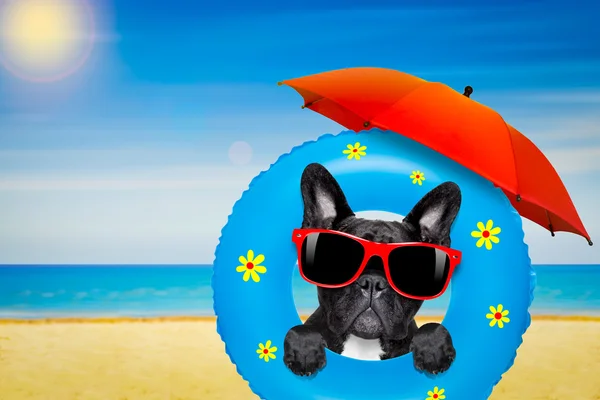 Perro tomando el sol con colchón de aire en verano —  Fotos de Stock