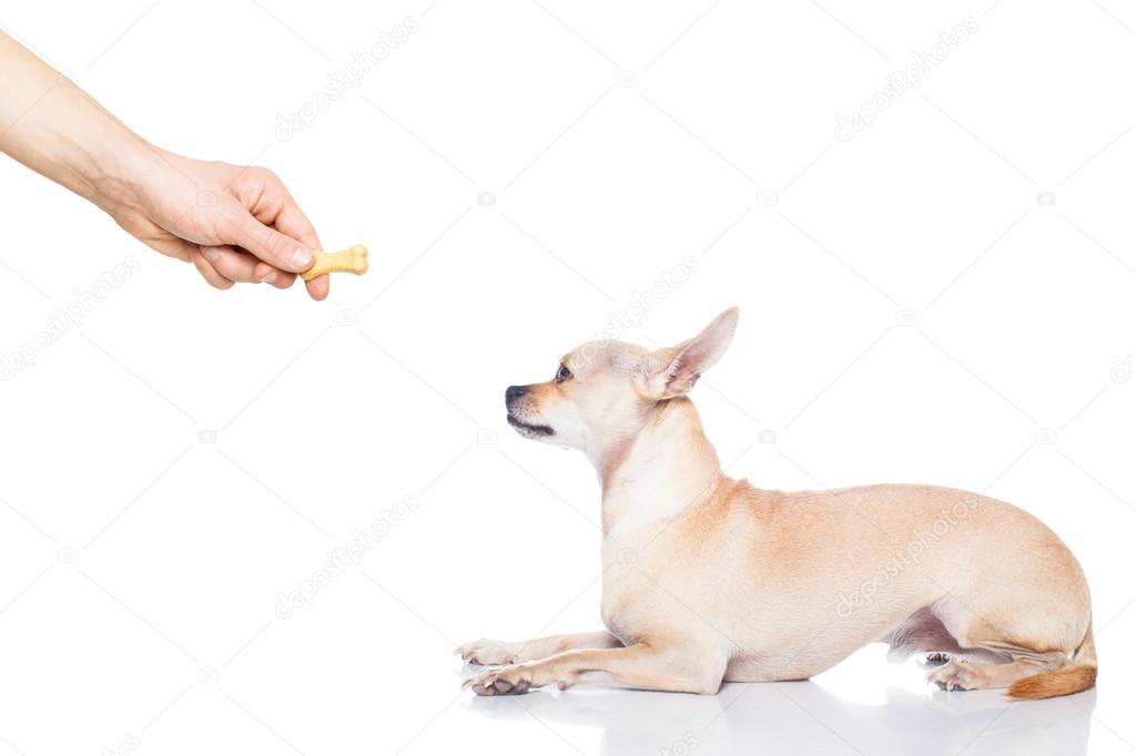 dog treat hand