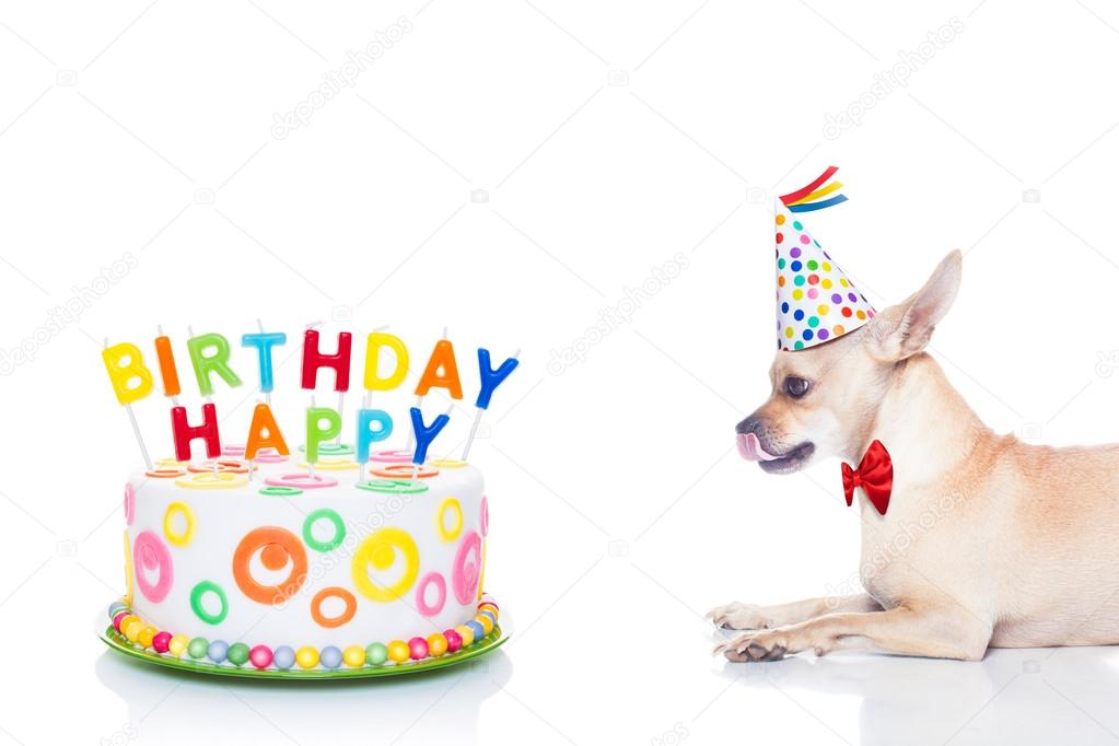 誕生日ケーキ 犬写真素材 ロイヤリティフリー誕生日ケーキ 犬画像 Depositphotos