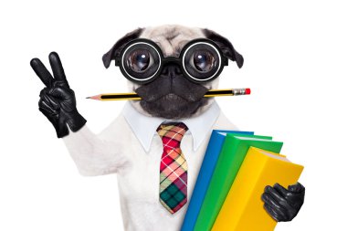 Akıllı okul köpek 