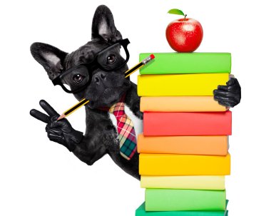 Akıllı okul köpek 