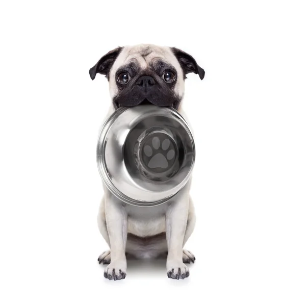 Hungry dog with bowl — Stock Photo, Image