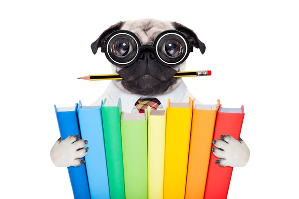 Smart school dog — Stock Photo, Image