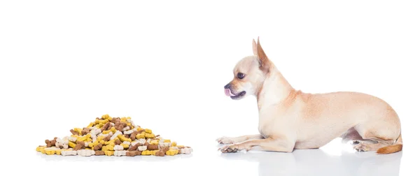 Cane affamato con mano del proprietario — Foto Stock