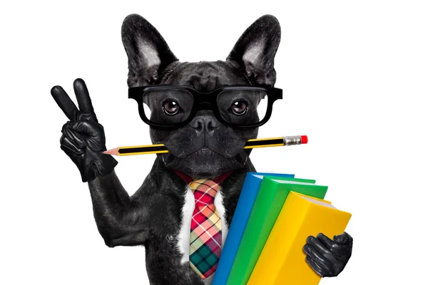 Smart school dog — Stock Photo, Image