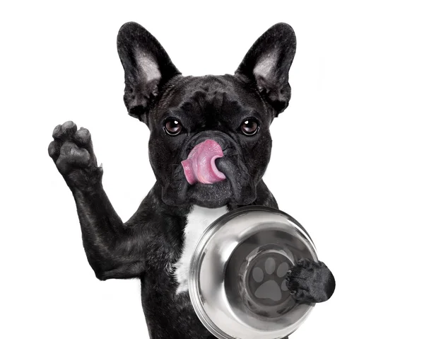 Hungry dog with bowl — Stock Photo, Image