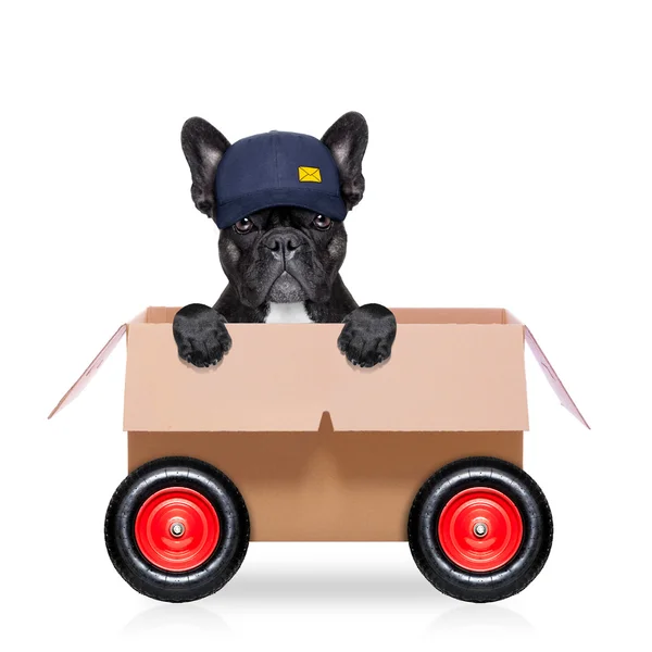 Moving box dog — Stock Photo, Image