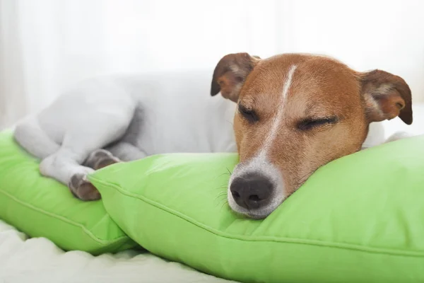 Hund i sängen sover — Stockfoto