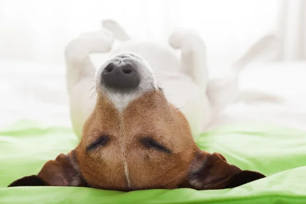 Hund i sängen — Stockfoto