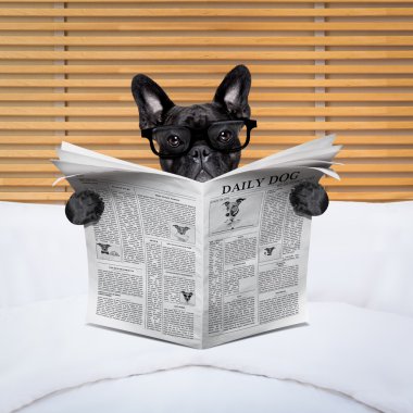köpek gazete yatakta