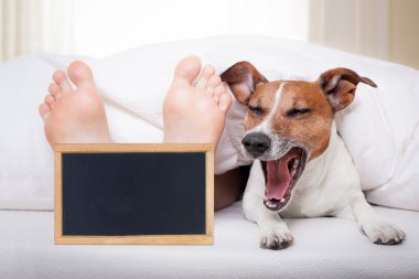 uyku köpek ve sahibi