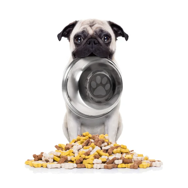 Hungriger Hund mit Schale — Stockfoto