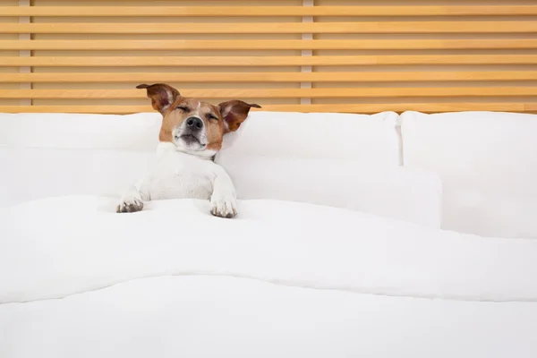 Cão na cama — Fotografia de Stock