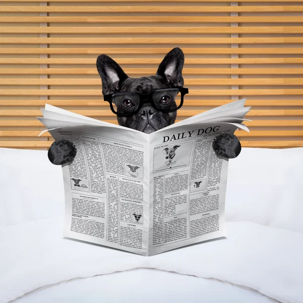 Hond krant in bed — Stockfoto