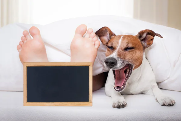 Sleeping dog and owner — Stock Photo, Image