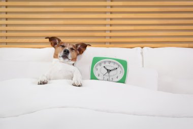 Yatakta Köpek 