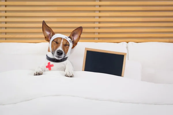 Doente cão doente — Fotografia de Stock