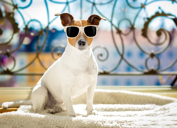 Літній собаки балкон — стокове фото