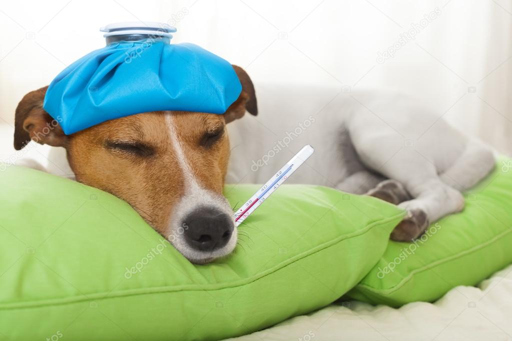 sick  ill dog