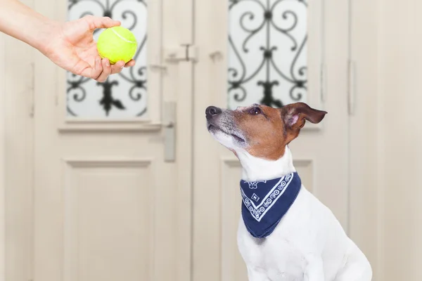Собака с мячом — стоковое фото