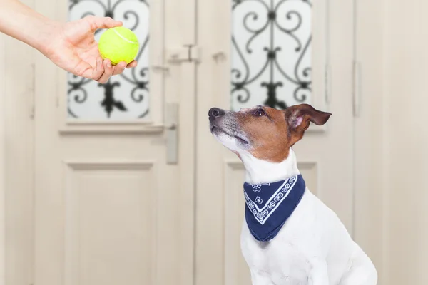 Perro con pelota —  Fotos de Stock