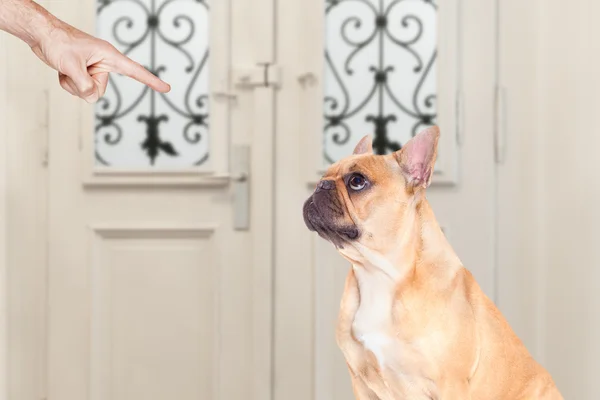 Propietario castigando a su perro — Foto de Stock