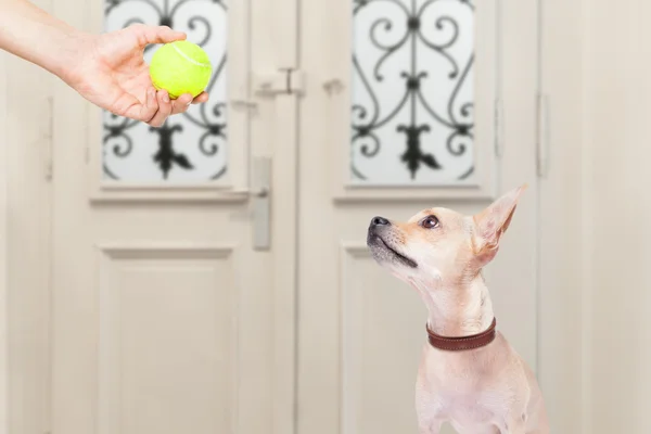 Chien avec boule — Photo