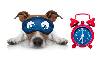uyku uykucu köpek