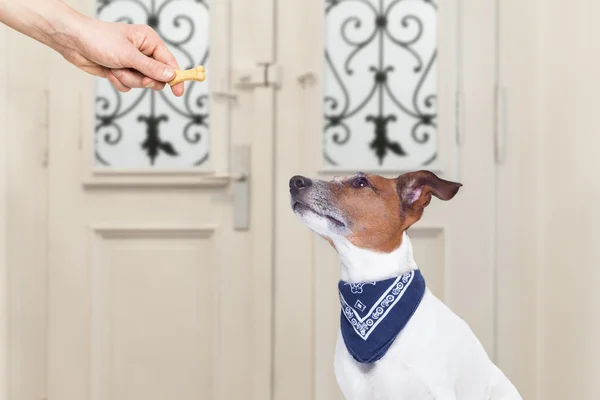 Propietario con una golosina para perro —  Fotos de Stock