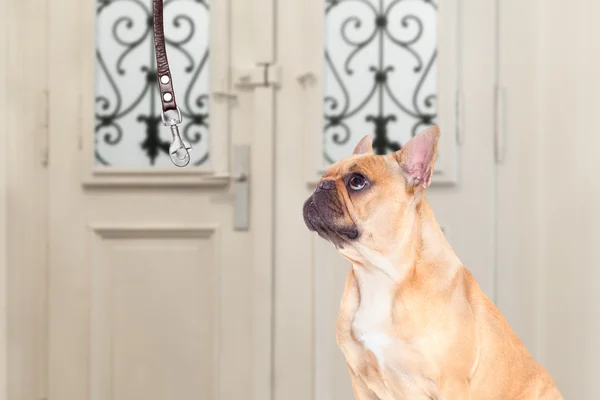 Chien et propriétaire avec laisse — Photo