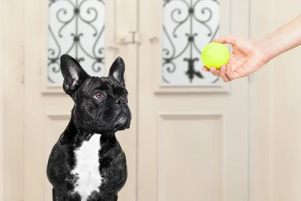 Hund med bold - Stock-foto