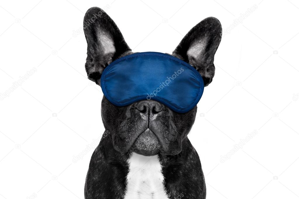 dog sleeping with eye mask