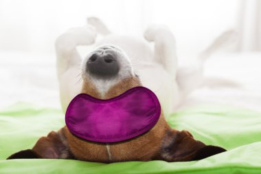 uyku göz maskesi ile köpek