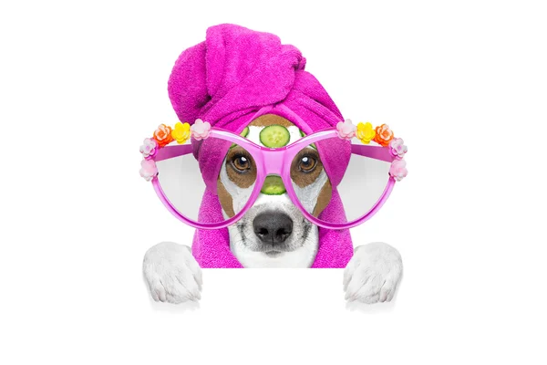 Hund Wellness Kurzentrum — Stockfoto