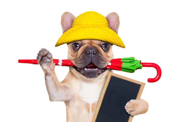 Rehkitz Französische Bulldogge bereit für einen Spaziergang — Stockfoto
