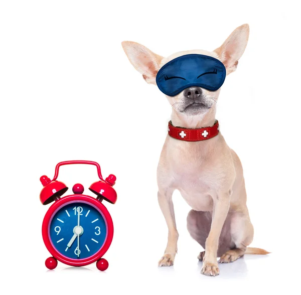 Dog sleeping with alarm clock and sleeping mask — Stock Photo